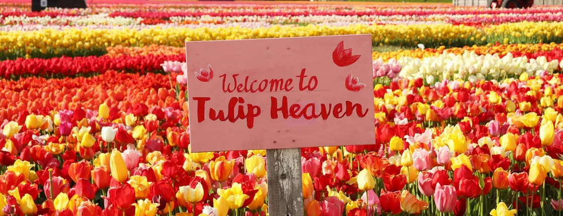 Keukenhof Gardens and Tulip Experience  From Amsterdam