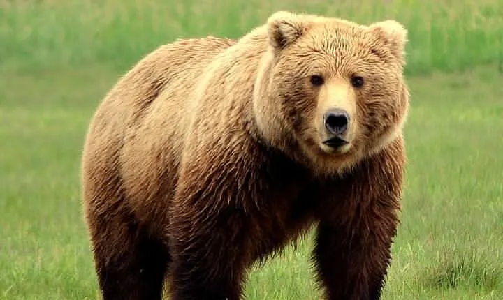 2 Park Bear Viewing Adventure to Katmai and Lake Clark NP