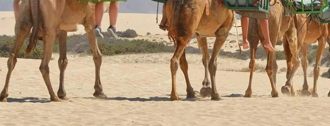 e-Scooter step city sightseeing tour and Maspalomas dunes by camel