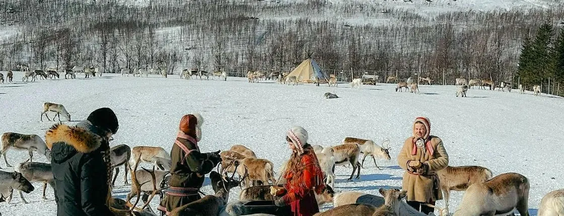 Exclusive reindeer and Sami experience