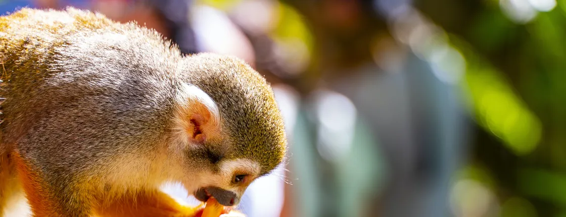 Monkeyland adventure packages