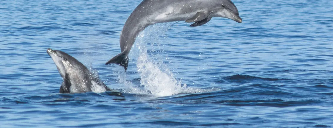 Lagos dolphins and Benagil caves catamaran with marine biologist