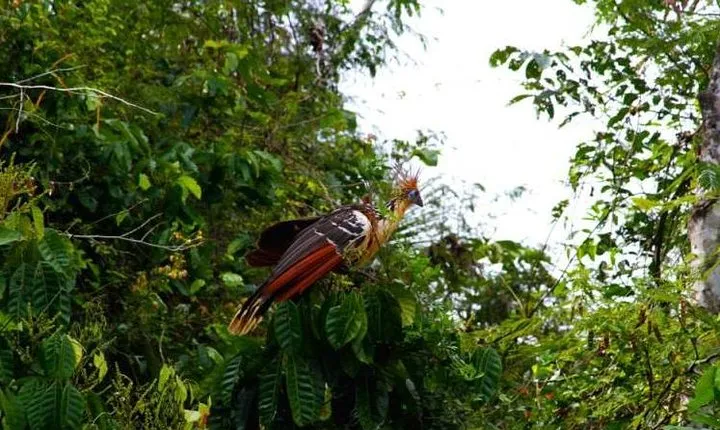 Eco Jungle 3 Days - 2 Nights