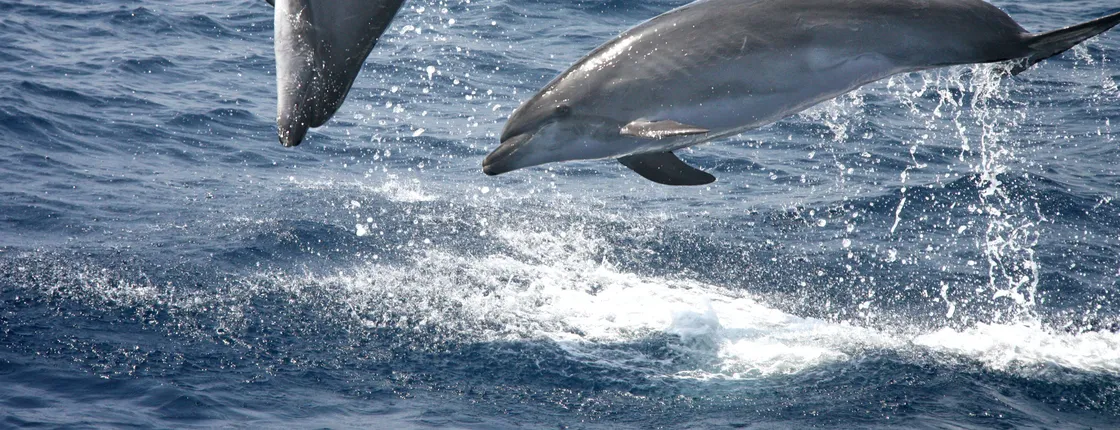 Exclusive World Oceans Day in Tarifa with guided tour & dolphin cruise