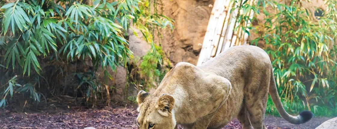 Loro Parque Diamond Entry Tickets
