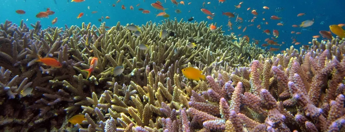 Full-day Cham Island Tour and Snorkeling