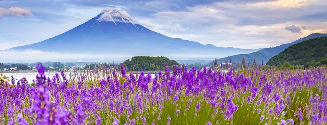 Mt. Fuji Kawaguchi Lake, Oshino Hakkai and Japanese Matcha 1-Day Trip