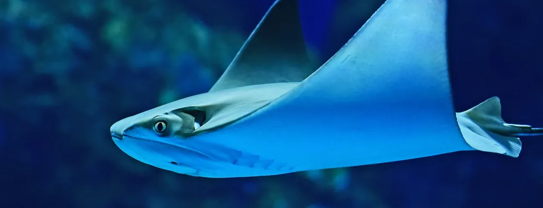 Cairns Aquarium admission ticket