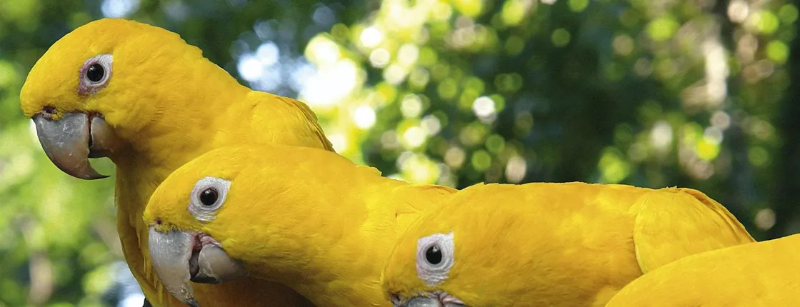 Bird Park guided tour with transportation