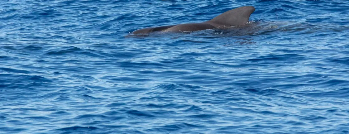 Fuerteventura dolphin-spotting cruise from Corralejo