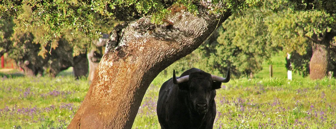 Bull-breeding farm guided half-day tour from Seville
