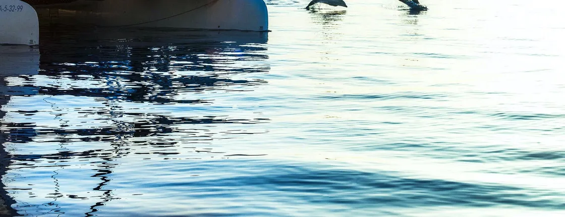 Dolphin watching cruise with transfer by Mayurca Yachting