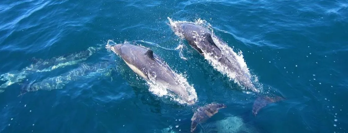 Marine Wildlife Boat Cruise and Cape Winelands Tour