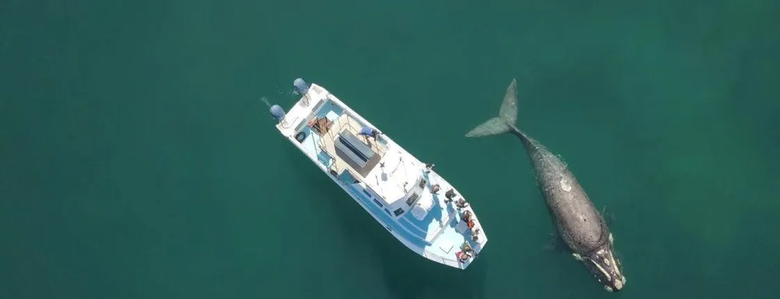 Whale Watching Tour in Gansbaai with Expert Guides