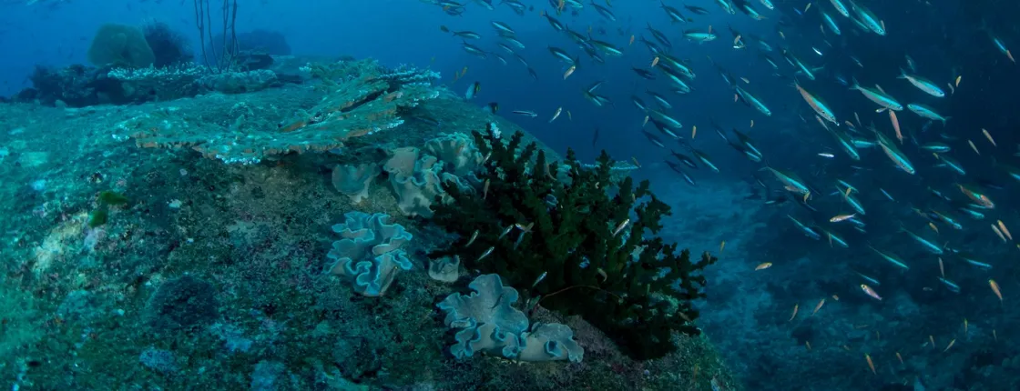 Similan Islands yacht cruise with lunch from Phuket or Khao Lak
