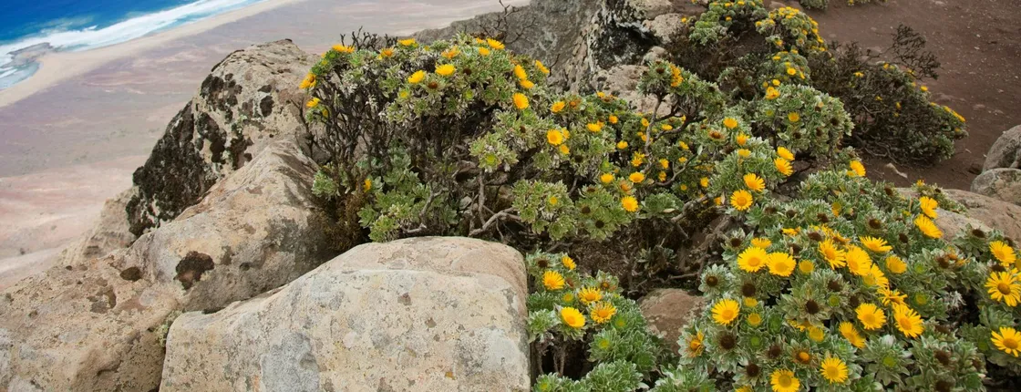 Pico de la Zarza Fuerteventura