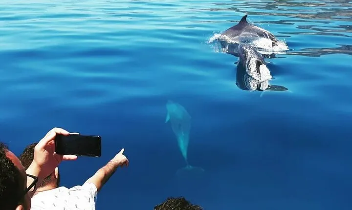 Sesimbra: Arrábida Dolphin and Whale Watching tour with biologist
