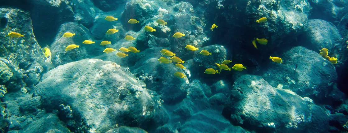 5-hour morning Kealakekua Bay snorkel adventure