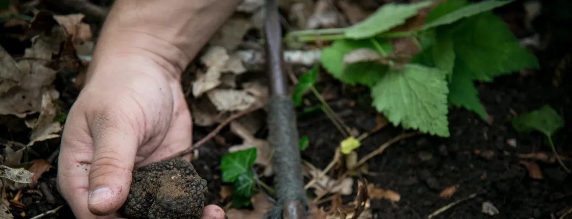 Burgundy truffle hunting demonstration and truffle lunch