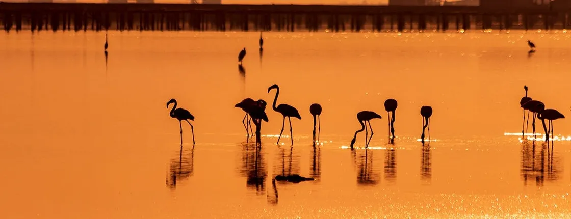 Birdwatching on the Ebro Delta in Catalonia