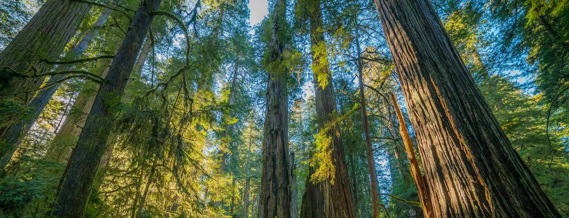 Redwoods National and State Park self-guided driving audio tour