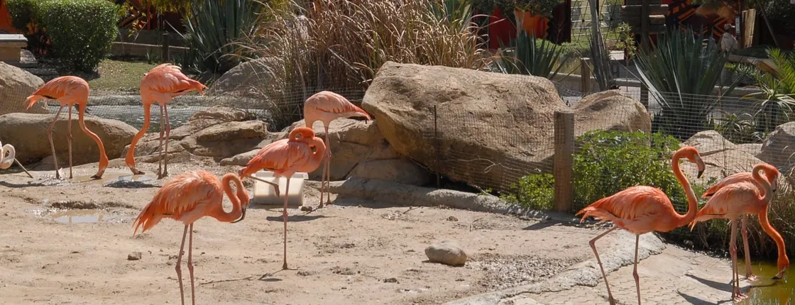 Friguia Tierpark half-day tour