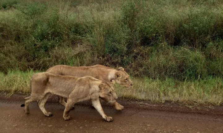 Half Day Nairobi National Park