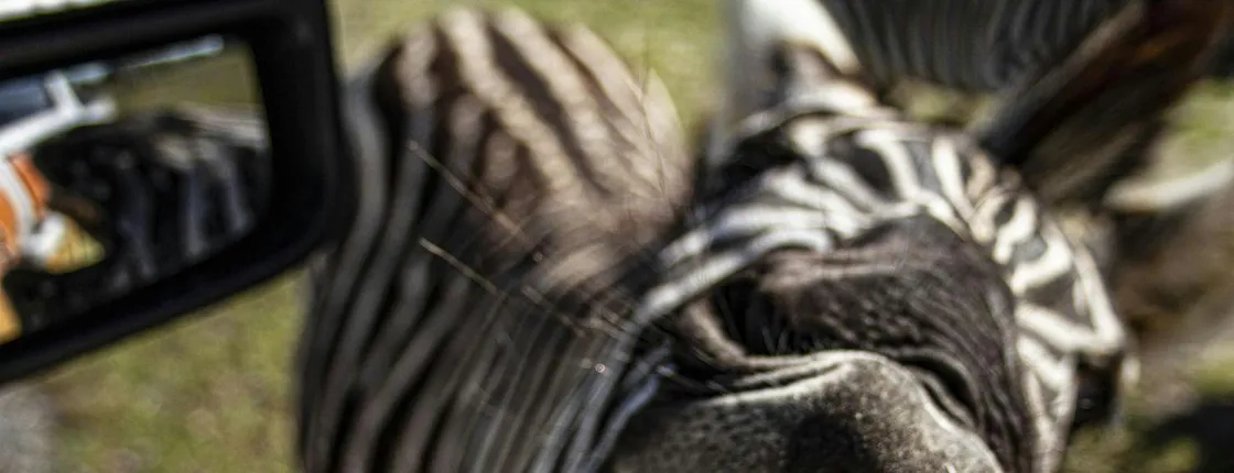 Ultimate Central Florida Everglades and Safari Park