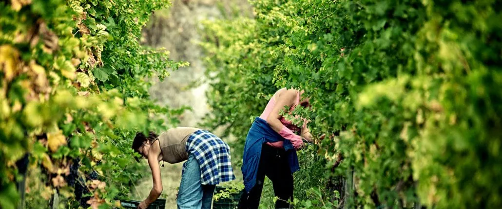 Picnic in the vineyard on the slopes of Vesuvius