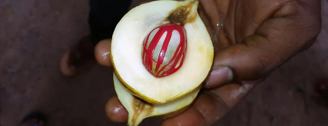 Zanzibar spice farm private tour