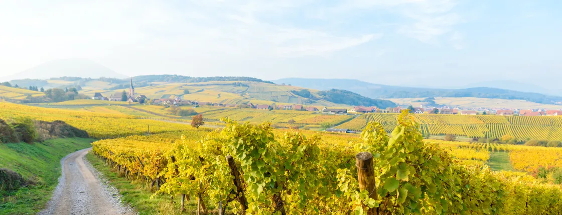 Alsace half-day shared wine tour from Strasbourg