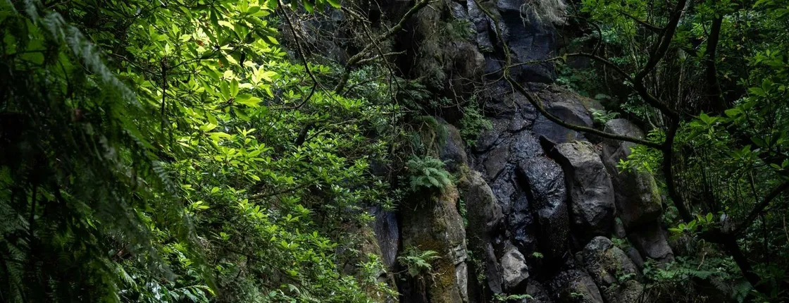 Transfer to Levada do Caldeirão Verde with Pick-Up