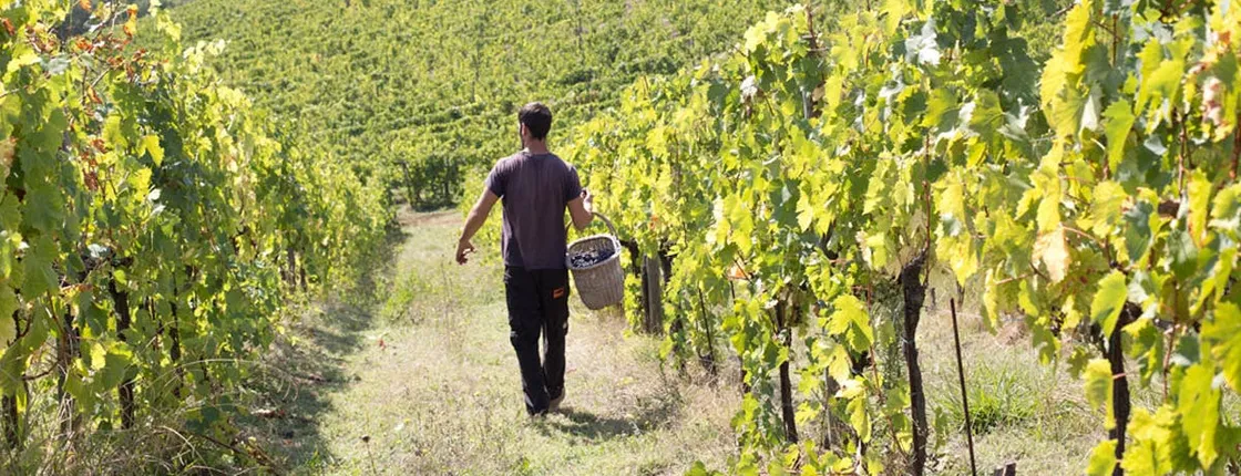 Chianti winery tour with 4 wines tasting