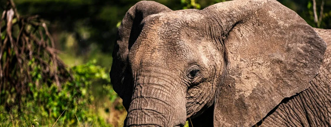 Serengeti National Park private three-day safari from Zanzibar