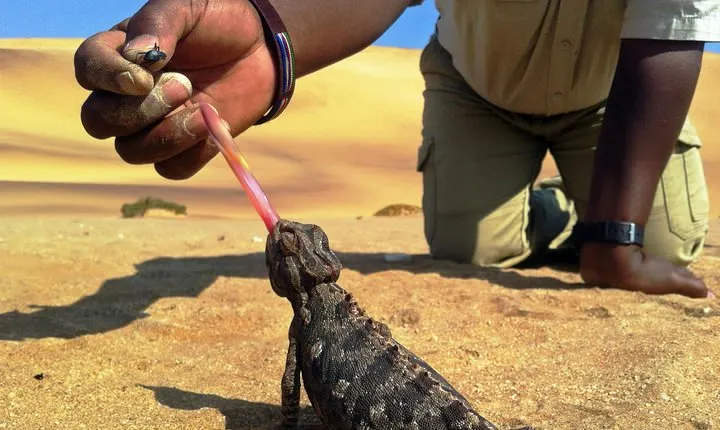Living Dunes Experience from Swakopmund