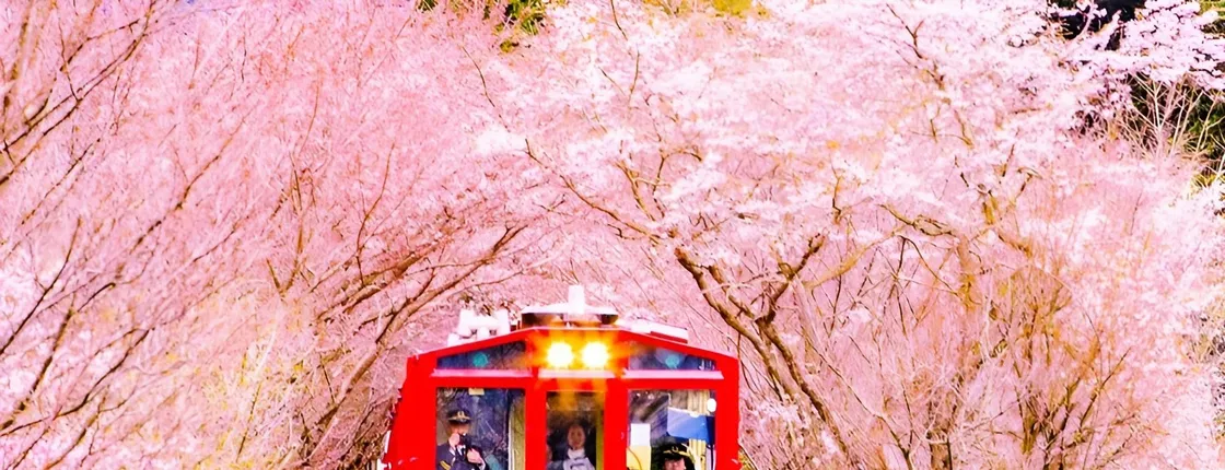 Kyoto Sanzen-in, Arashiyama and Bamboo Grove Full Day Tour
