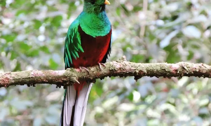 Monteverde Cloud Forest Tour
