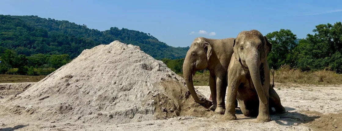 Ethical Elephant Sanctuary feeding experience