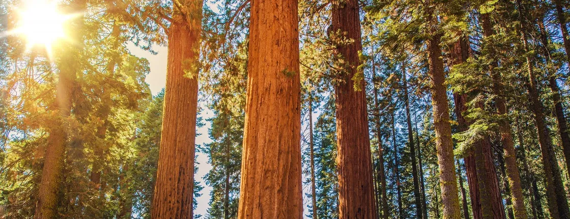 Sequoia and Kings Canyon National Park self-guided driving audio tour