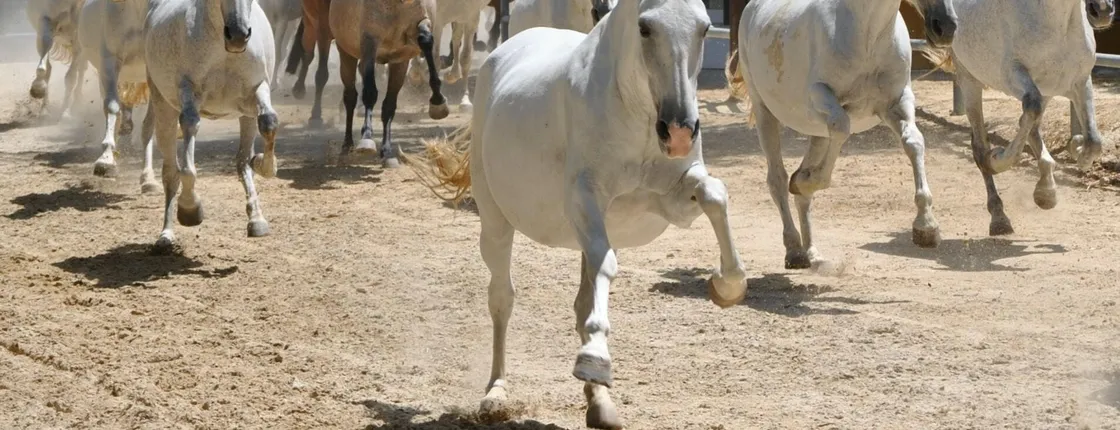 La Cartuja Stud & Medina