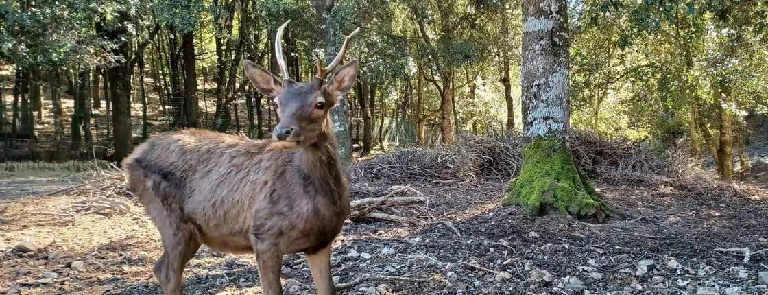Guided hike on the deer trail in Sette Fratelli Park