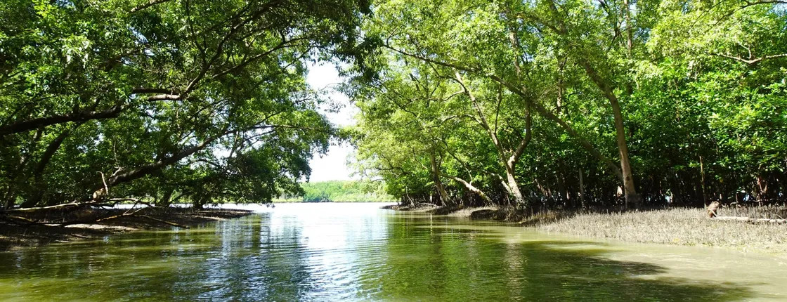 Wat Bang Kung temple visit and mangrove boat ride from Bangkok
