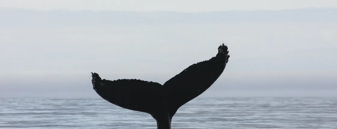 3-hour midnight sun whale watching tour from Akureyri