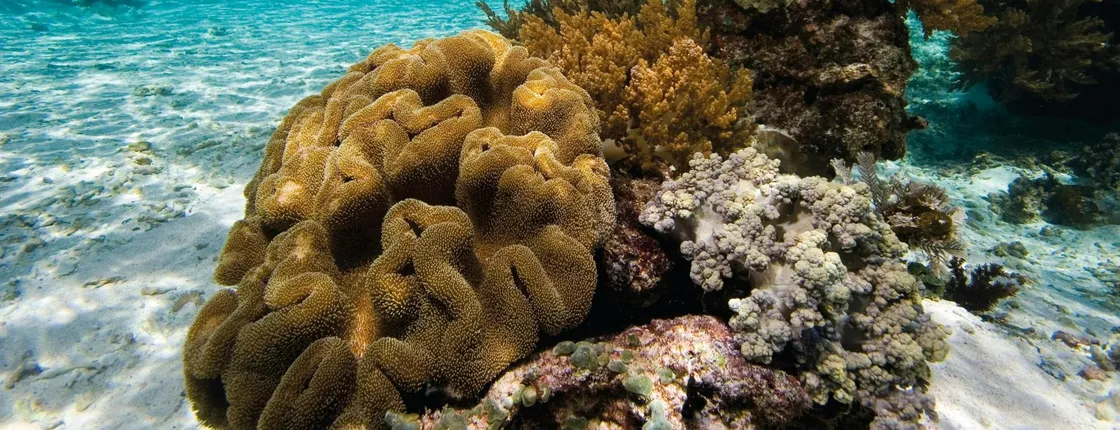 Snorkel tour with Binibeca Diving – ticket with transfers