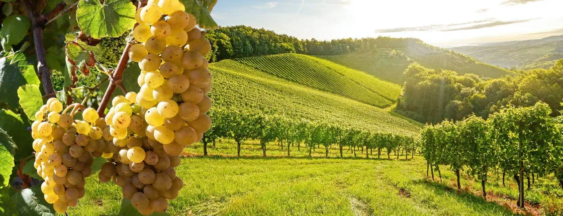 Full-day wine of Wallachia tour with lunch