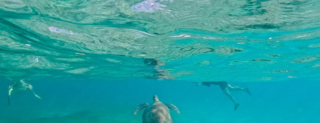 Akumal turtles adventure and Cenote Nohoch