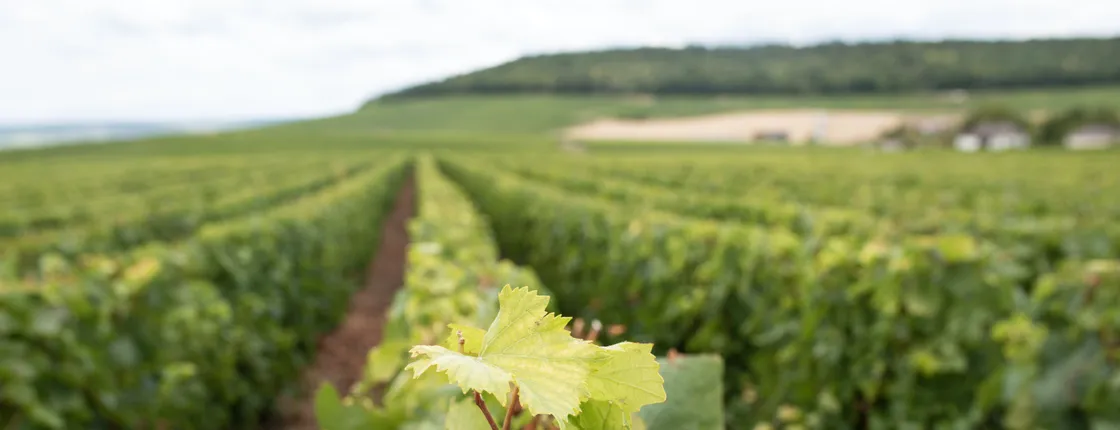 Morning Champagne and family growers from Reims