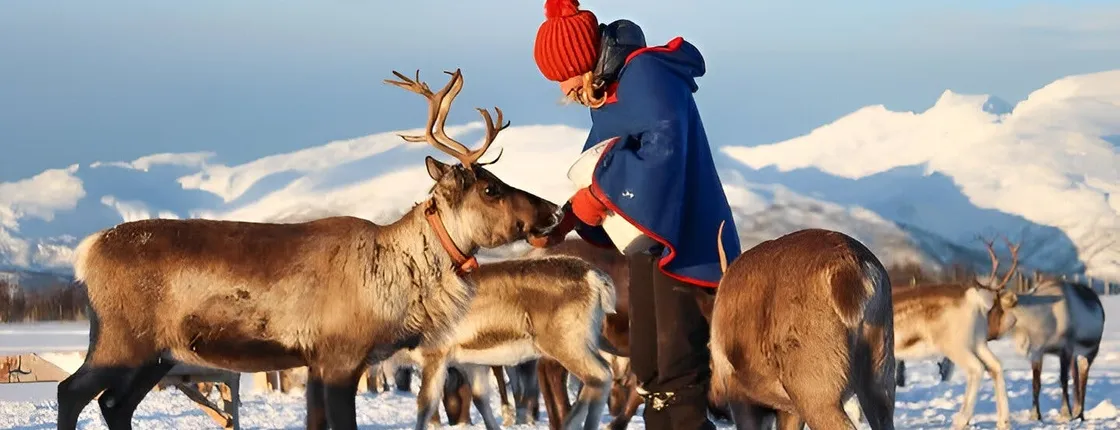Experience the Sami culture at a reindeer camp