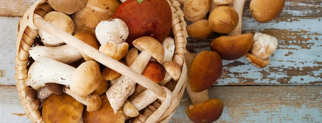 Mushroom hunting in Provence with breakfast