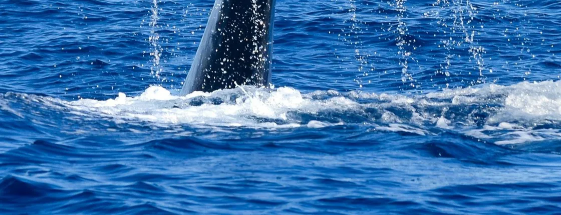 Whale and dolphin watching experience from Funchal